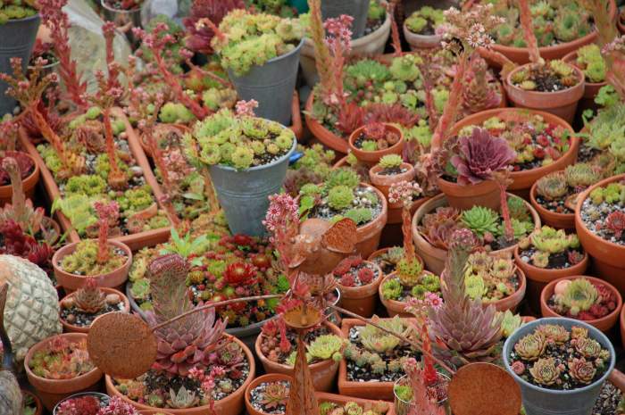 Sempervivum Dachwurz Hauswurz